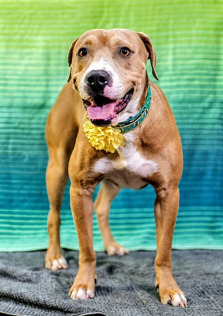 Jack, a Pit Bull Terrier, available for adoption