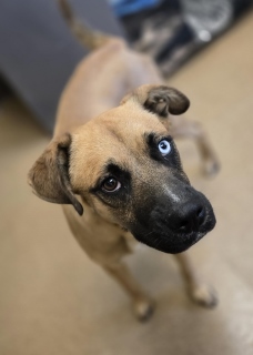 Fritzel, a Catahoula Leopard Dog (mix breed), available for adoption