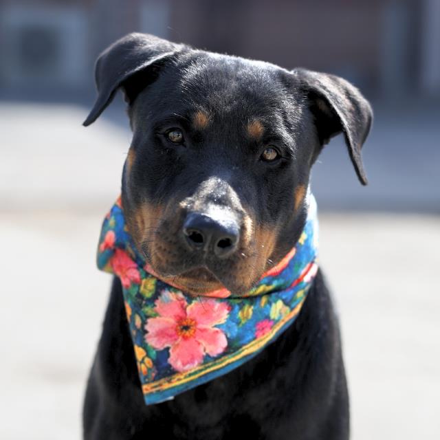 Sandy, a Rottweiler (mix breed), available for adoption