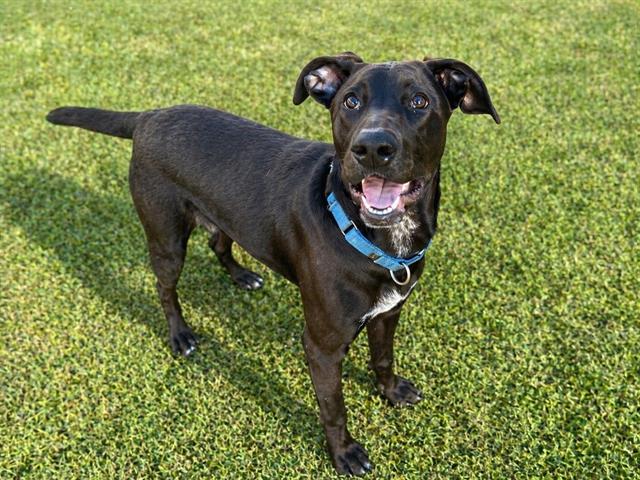 Alejandro, a American Staffordshire Terrier (mix breed), available for adoption