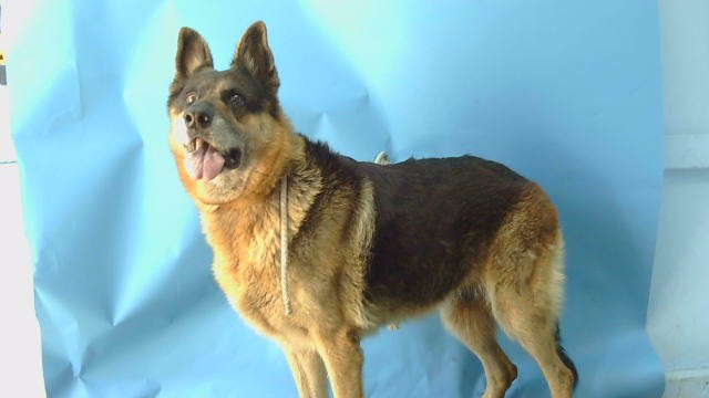 A5796626, a German Shepherd, available for adoption