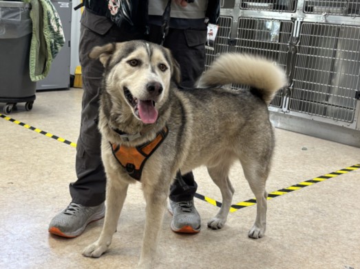 Oreo, a Siberian Husky, available for adoption