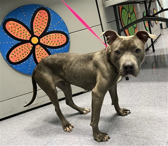 Bubbles, a Pit Bull Terrier, available for adoption