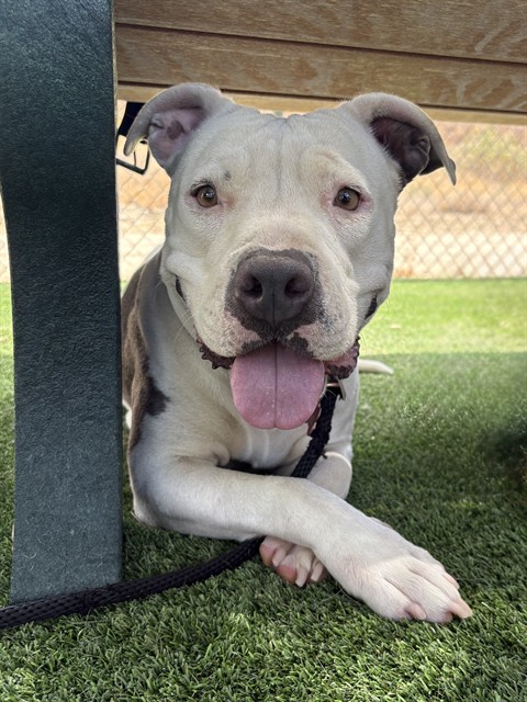 Puppy, a American Staffordshire Terrier, available for adoption
