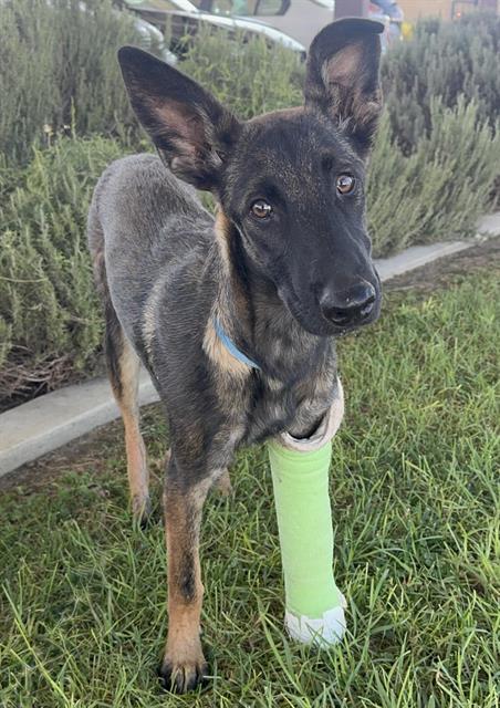 Arabella, a Belgian Shepherd Malinois, available for adoption