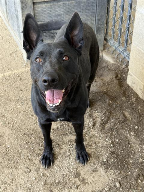 Ren, a Pit Bull Terrier, available for adoption