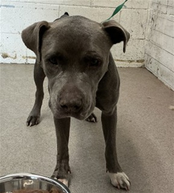 Tuna, a Pit Bull Terrier, available for adoption