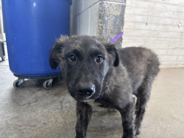 Marcus, a German Shepherd (mix breed), available for adoption