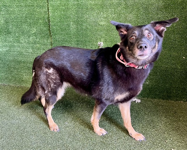 Jamie, a German Shepherd, available for adoption