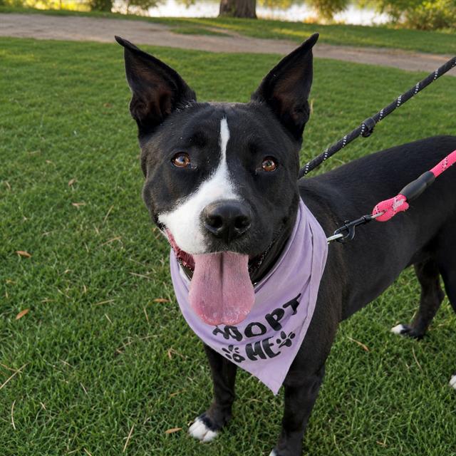 Lisa, a Pit Bull Terrier (mix breed), available for adoption