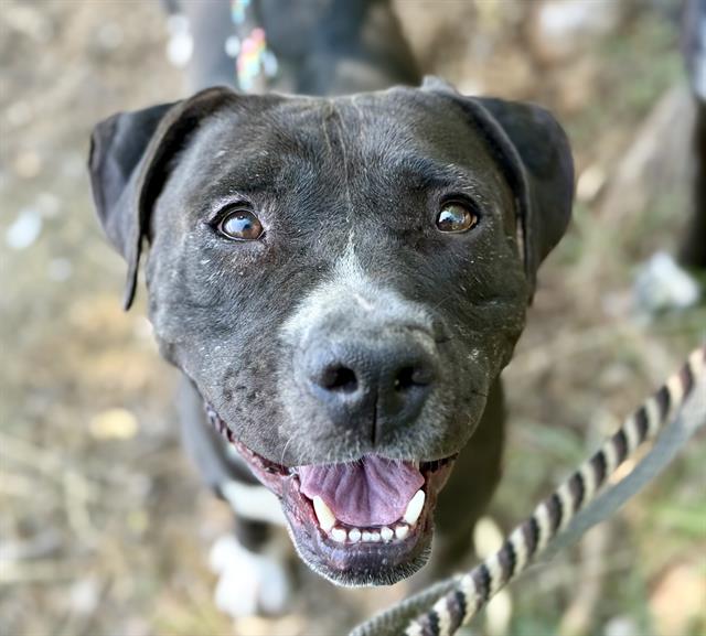 Panchita, a Pit Bull Terrier, available for adoption