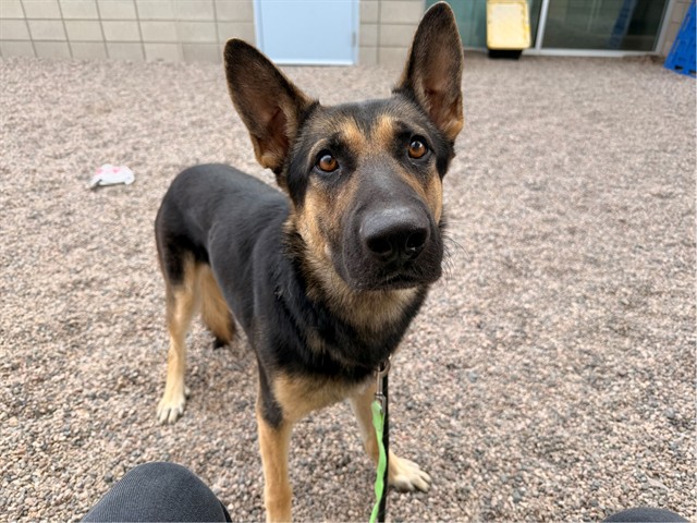 Eugene, a German Shepherd (mix breed), available for adoption