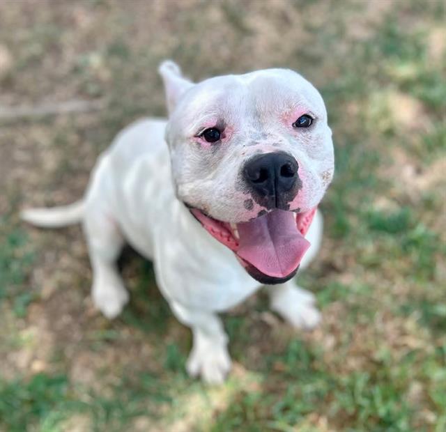 Spunk, a Pit Bull Terrier, available for adoption