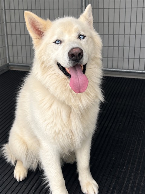 Blue, a Husky, available for adoption