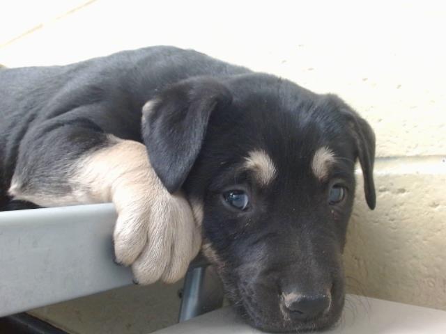 Lady-Sally, a Rottweiler, available for adoption