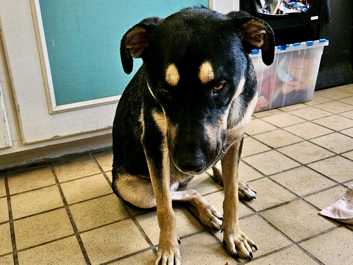 Lady-Sally, a Rottweiler, available for adoption