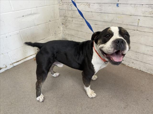 T-Bone, a American Bulldog (mix breed), available for adoption