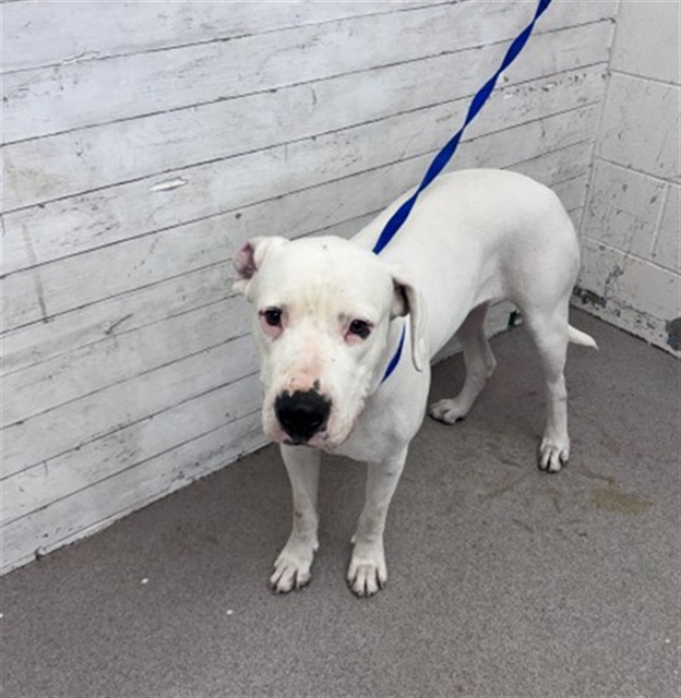 Marshmallow, a Dogo Argentino (mix breed), available for adoption
