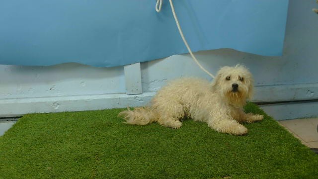 Penny, a Maltese, available for adoption