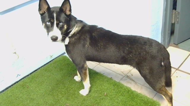 Sol, a Siberian Husky, available for adoption