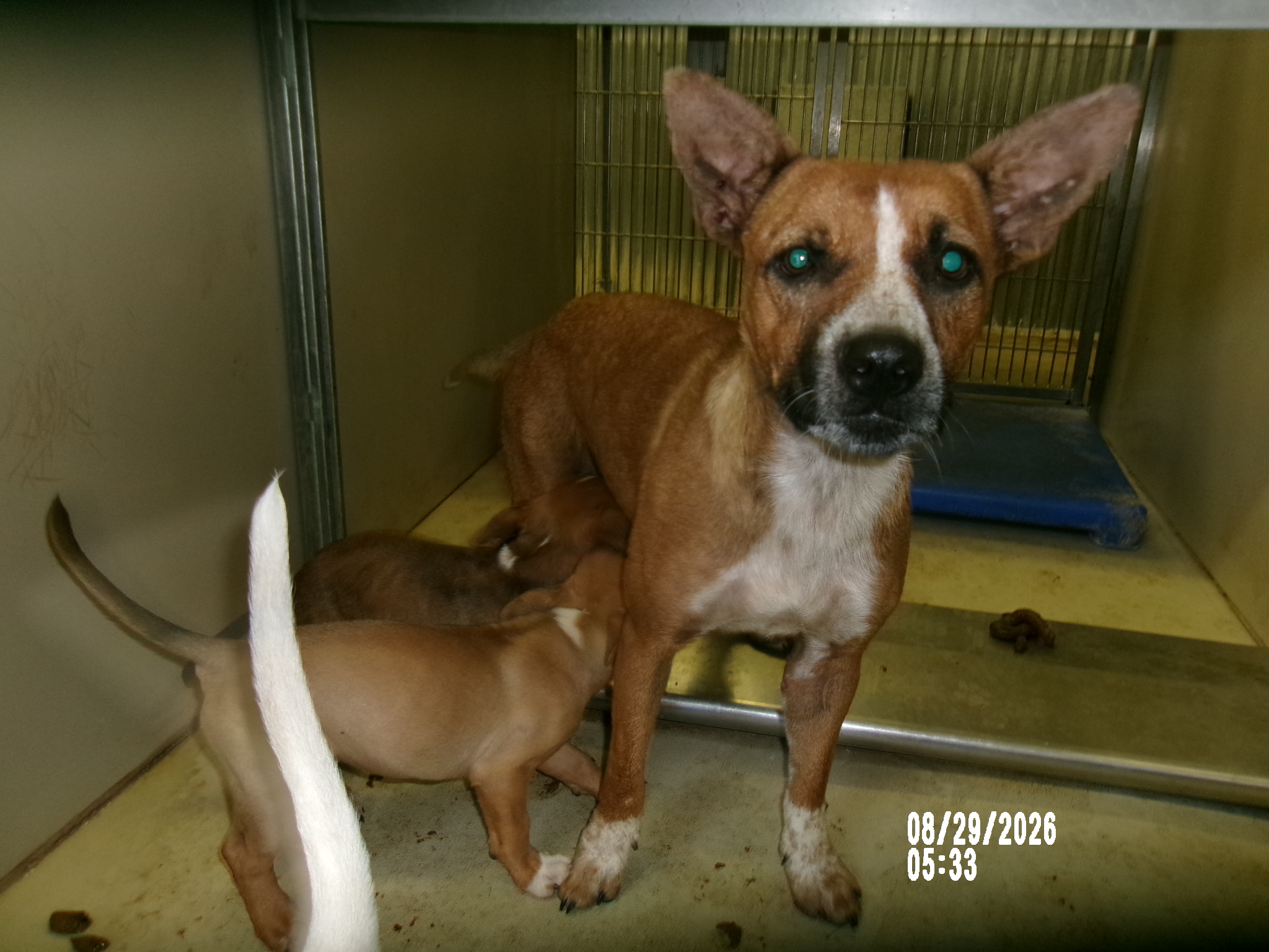 Daisy + Puppies, a American Staffordshire Terrier (mix breed), available for adoption