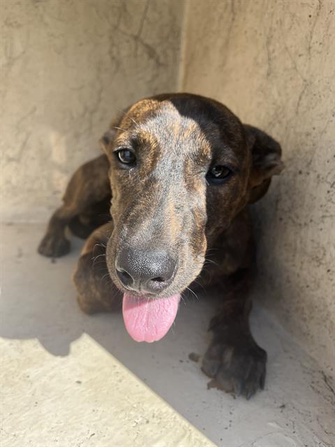 A480508, a Hound (mix breed), available for adoption