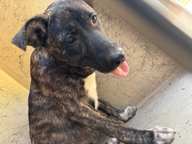 A480542, a American Staffordshire Terrier (mix breed), available for adoption