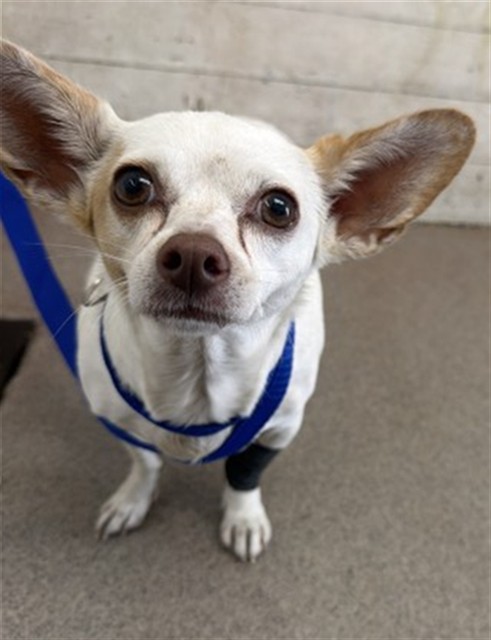 A597968, a Chihuahua, available for adoption