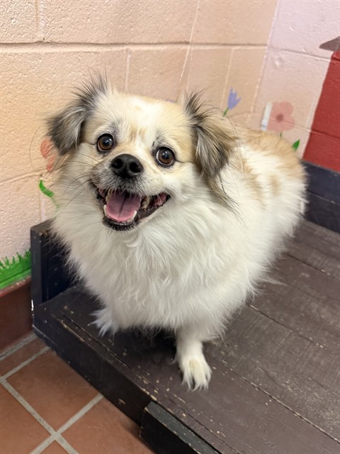 Molly, a Pekingese, available for adoption