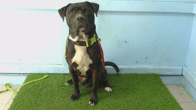 A5801496, a American Staffordshire Terrier, available for adoption