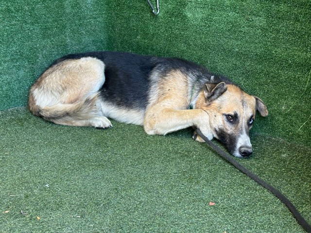 Jack, a German Shepherd, available for adoption