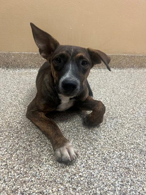 Astro, a Terrier (mix breed), available for adoption
