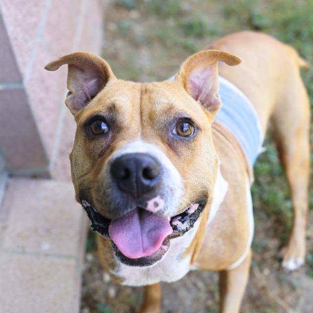 Zeus, a American Staffordshire Terrier, available for adoption