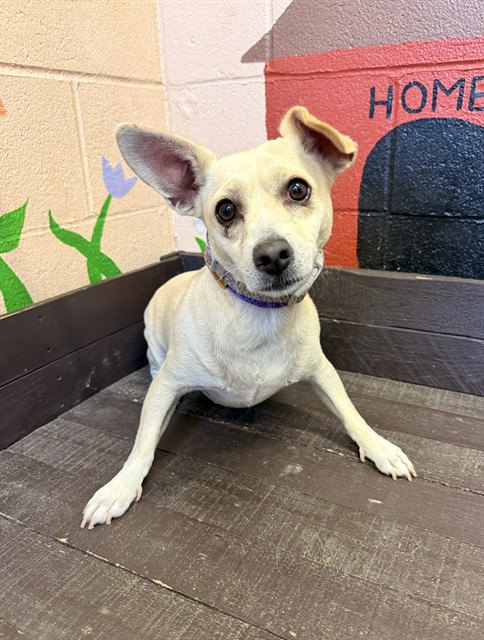 Jalapeno, a Chihuahua, available for adoption