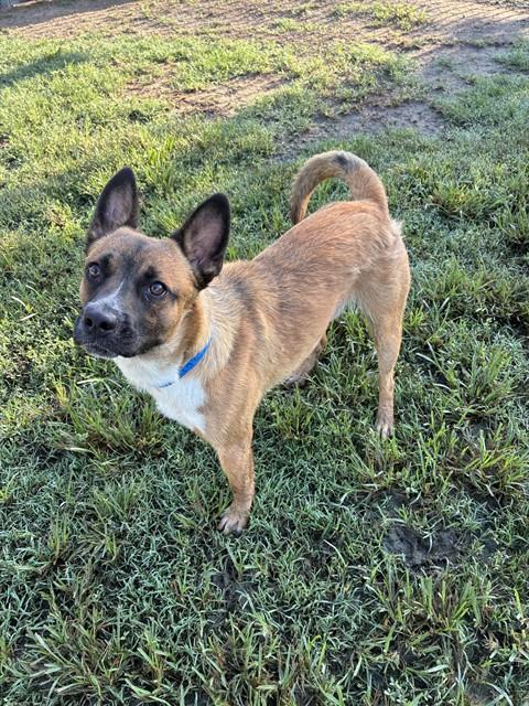 Gooby, a Cattle Dog (mix breed), available for adoption