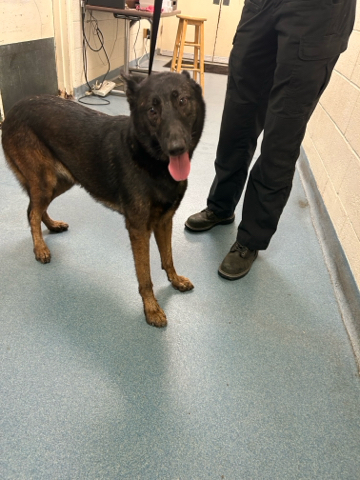 Louve, a German Shepherd (mix breed), available for adoption