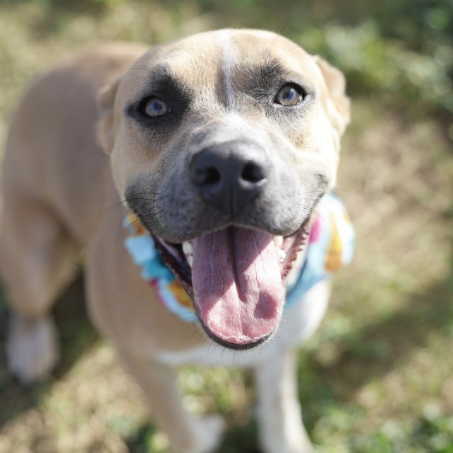 Gretel, a American Staffordshire Terrier (mix breed), available for adoption