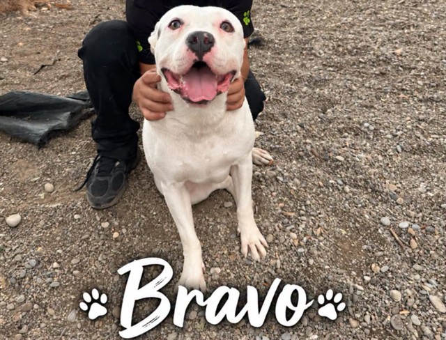 Bravo, a Pit Bull Terrier (mix breed), available for adoption