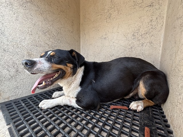 A481108, a Pit Bull Terrier (mix breed), available for adoption