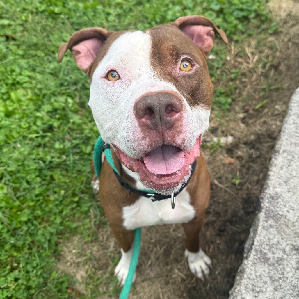 Trey, a Pit Bull Terrier, available for adoption