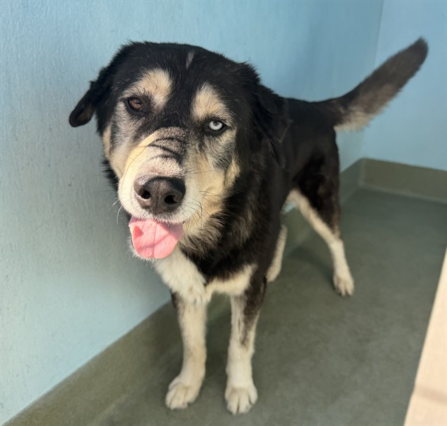 Maxx, a Terrier, available for adoption