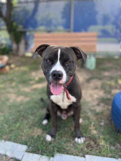 Barry, a American Staffordshire Terrier, available for adoption