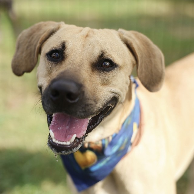 Baby Boy, a Black Mouth Cur (mix breed), available for adoption