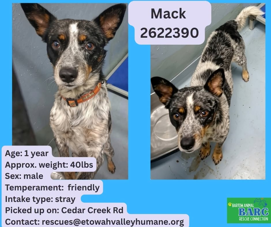 Mack, a Australian Terrier, available for adoption