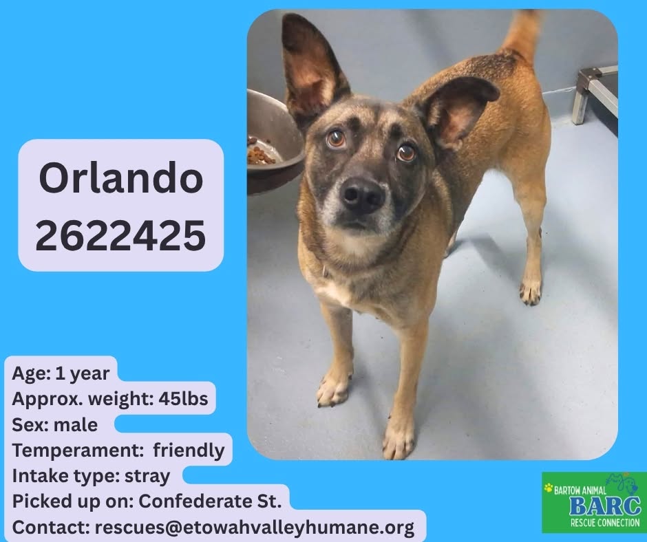 Orlando, a Shepherd, available for adoption
