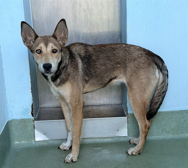 Sandler, a German Shepherd, available for adoption
