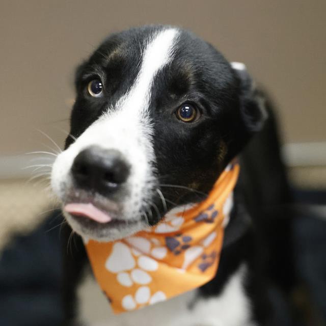 Zoltar, a Terrier (mix breed), available for adoption