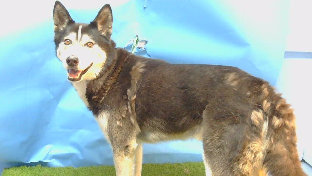 A5804809, a Siberian Husky, available for adoption