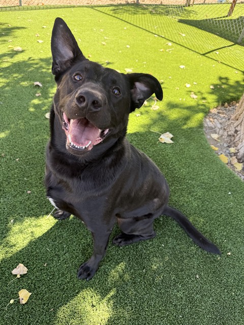 Noah, a Labrador Retriever, available for adoption