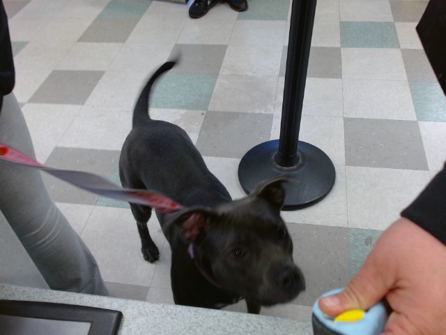 Estrella, a Staffordshire Bull Terrier (mix breed), available for adoption